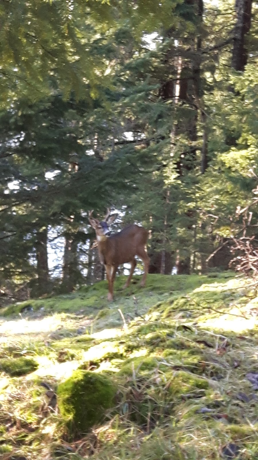 Bowen Island Memorial Garden Society | Crippen Park Killarney Lake, Bowen Island, BC V0N 1G1, Canada | Phone: (604) 947-0384