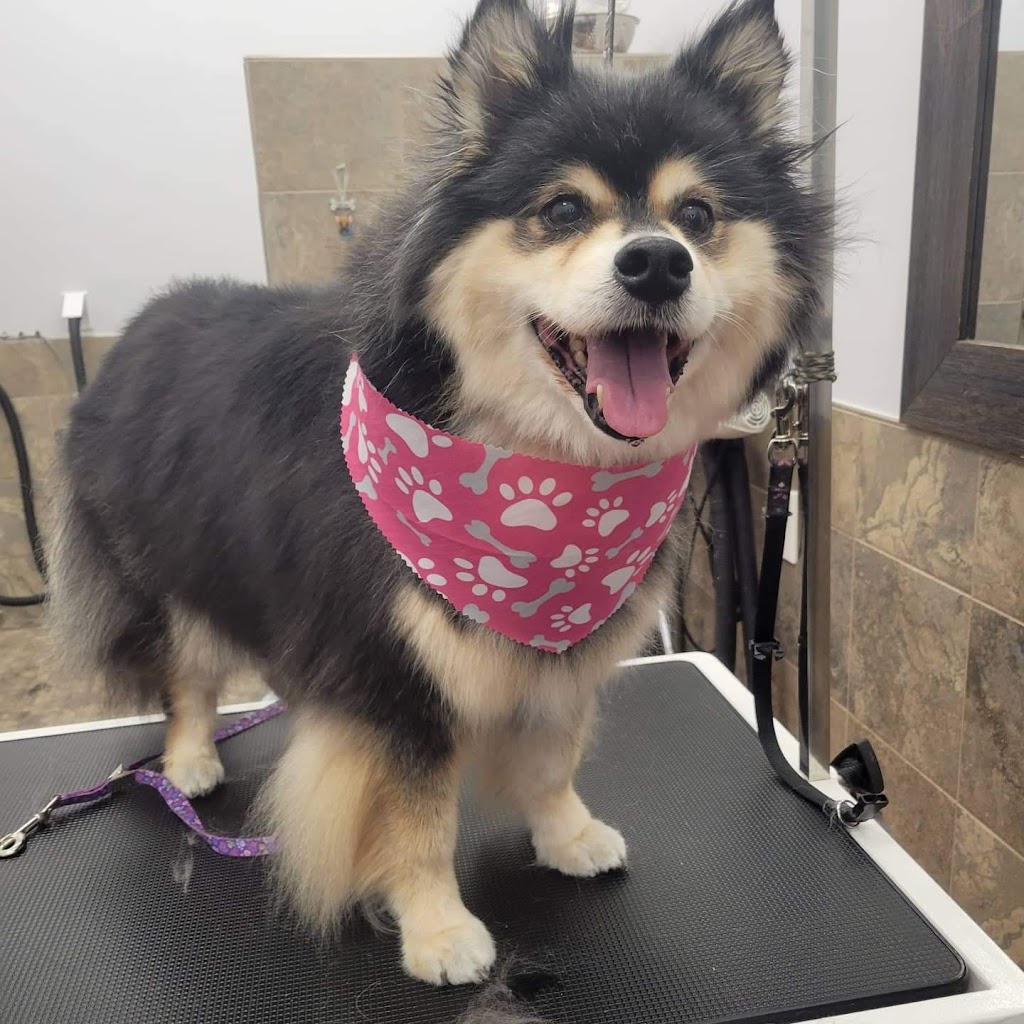 Pup Scrubs | 257 Talbot Street Rear, St Thomas, ON N5P 1B3, Canada | Phone: (519) 694-8827