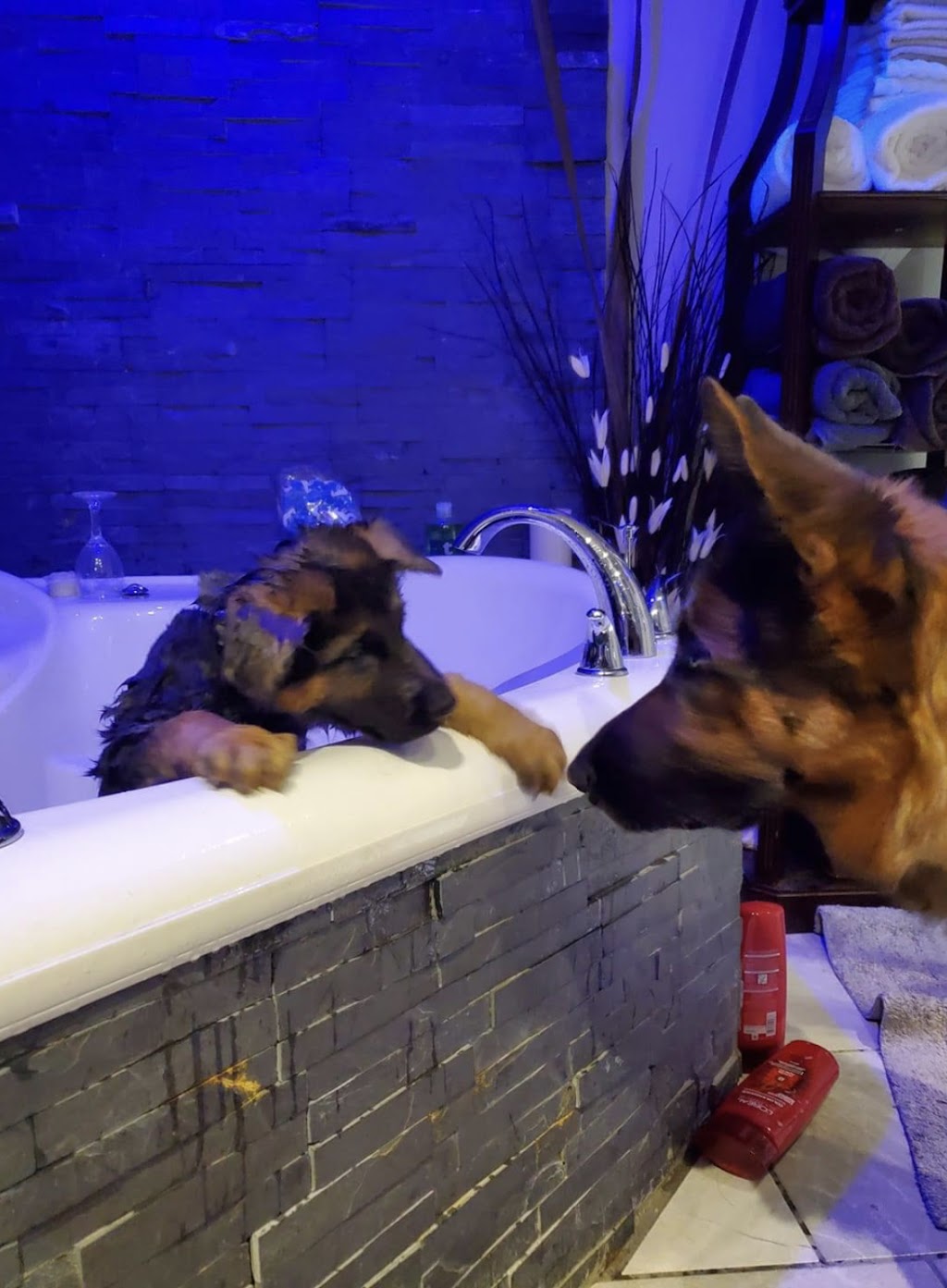 Redwood German shepherds kennel | 100 Hwy 17, Walford, ON P0P 2E0, Canada | Phone: (705) 849-4001
