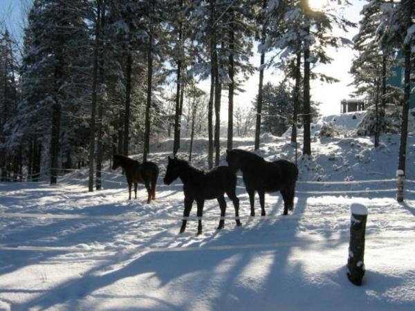 Le Camp De LArche | 41 Rte Fermanagh S, Saint-Elzéar, QC G0S 2J0, Canada | Phone: (418) 596-3041
