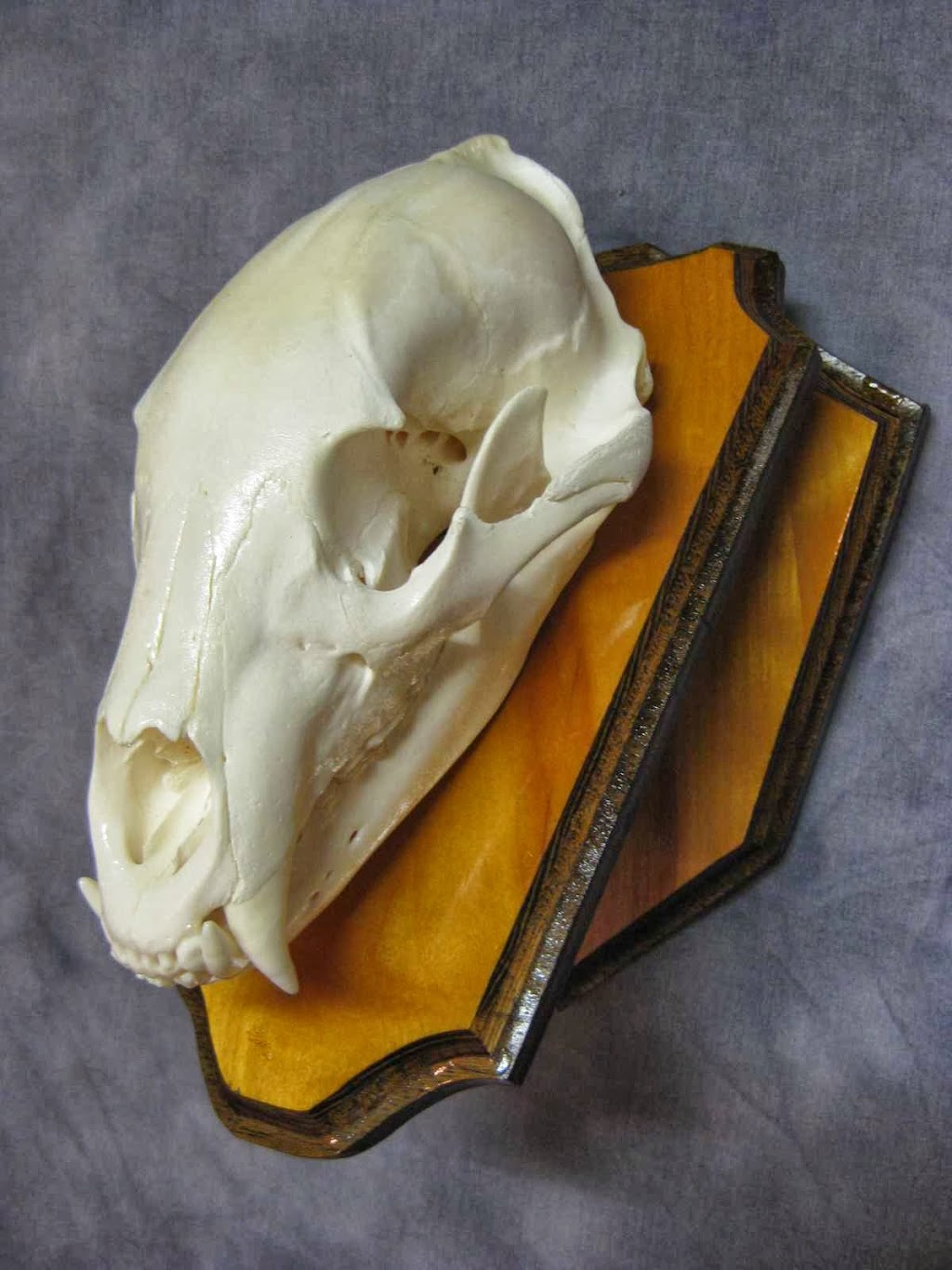 Forest City Taxidermy | 245 Hamilton Crescent, Dorchester, ON N0L 1G4, Canada | Phone: (519) 520-3024