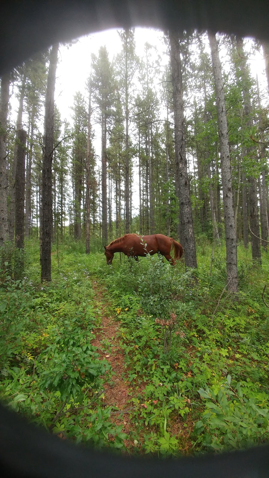 McLean Creek Campers Centre | 3 McLean Creek Trail, Bragg Creek, AB T0L 0K0, Canada | Phone: (403) 949-3132