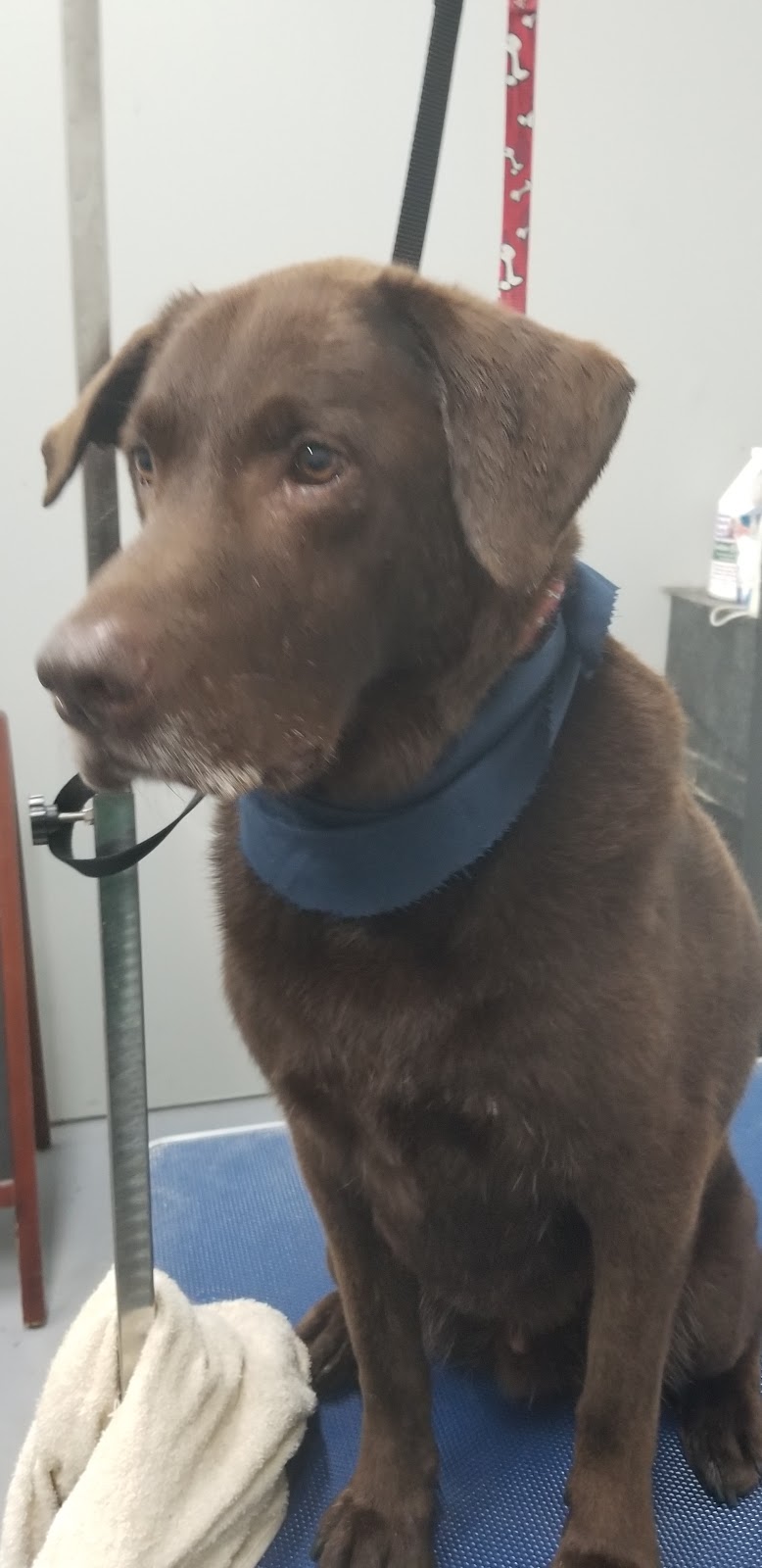 MaryAnnes Pampered Pooch | Graystone and clare area, Welland, ON L3C 6G7, Canada | Phone: (289) 821-3185