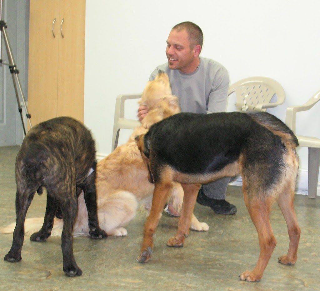 ACTT - Norma Jeannes Dog Training | 1620 Wallbridge Loyalist Rd, Belleville, ON K8N 4Z5, Canada | Phone: (705) 917-3647