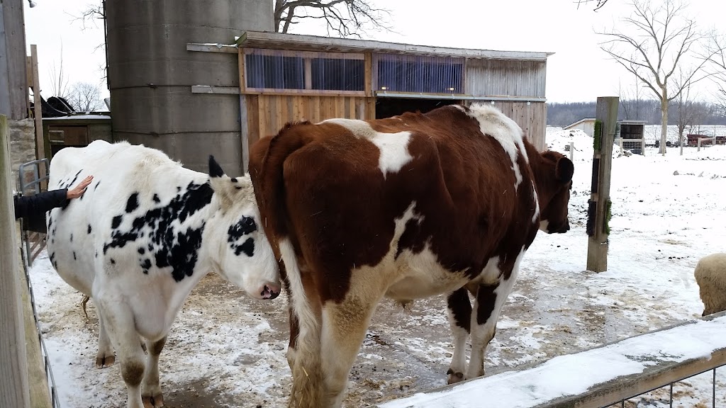 Cedar Row Farm Sanctuary | 157017 Zorra Line 15, Lakeside, ON N0M 2G0, Canada | Phone: (519) 274-9917