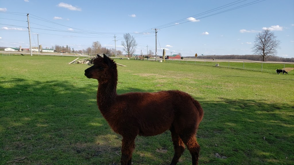 Goats on 86 | 5428 Perth County Line 86, Listowel, ON N4W 3G8, Canada