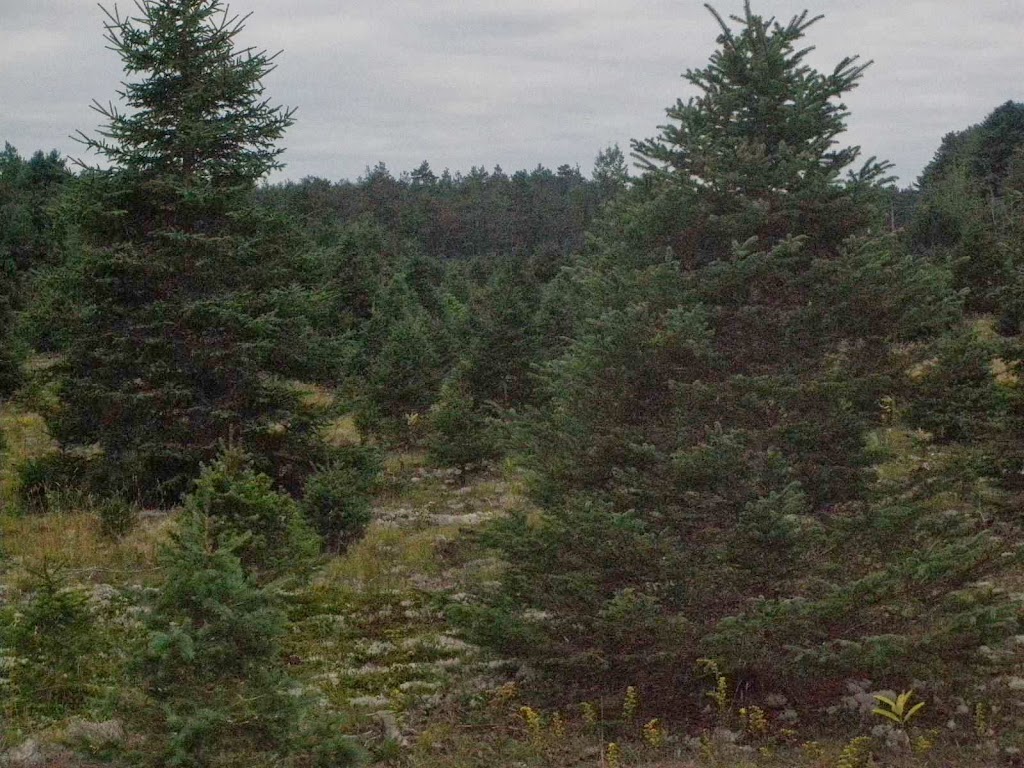 Skootamatta Tree Farms | 2800 Upper Flinton Rd, Flinton, ON K0H 1P0, Canada | Phone: (613) 336-8774
