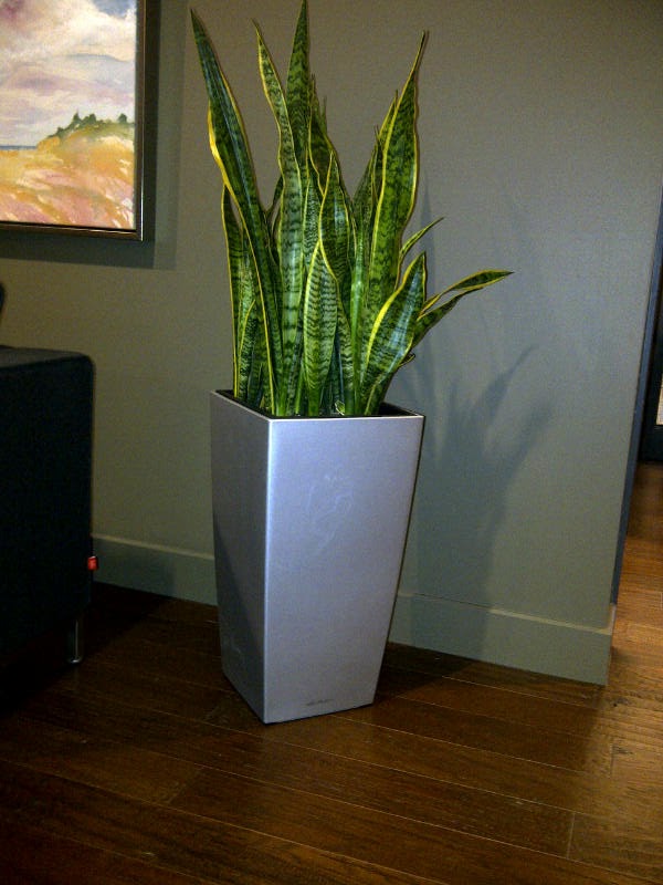 The Plant Lady Inc | 525085 Horn Rd, Woodstock, ON N4S 7V8, Canada | Phone: (519) 748-9388