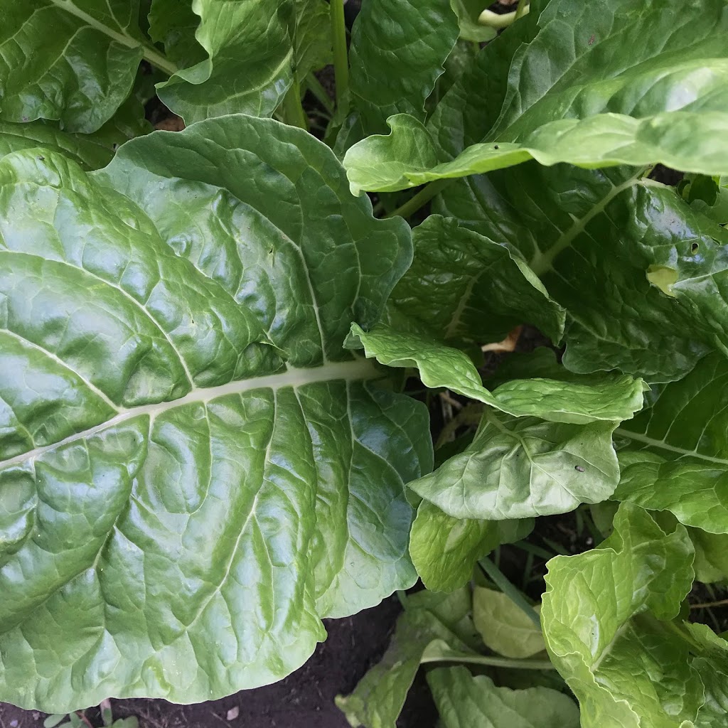 Knoxvilla Farm | 6083 Knoxville Rd, Port Hope, ON L1A 3V8, Canada | Phone: (647) 532-8483