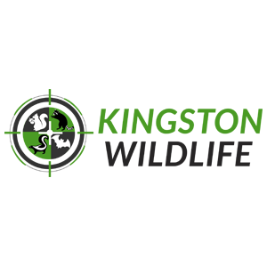 Kingston Wildlife Removal | 44 Virginia St Apt 303, Kingston, ON K7K 5Y4, Canada | Phone: (613) 701-5052