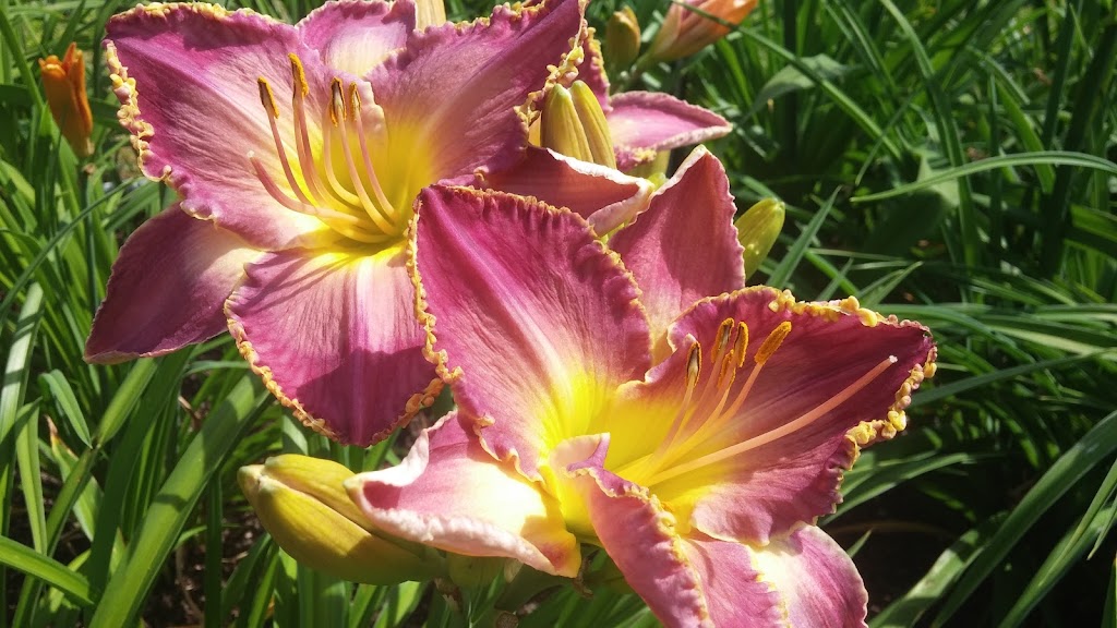 Jardin des Nuances | 441 Rang N, Sainte-Victoire-de-Sorel, QC J0G 1T0, Canada | Phone: (450) 494-3955