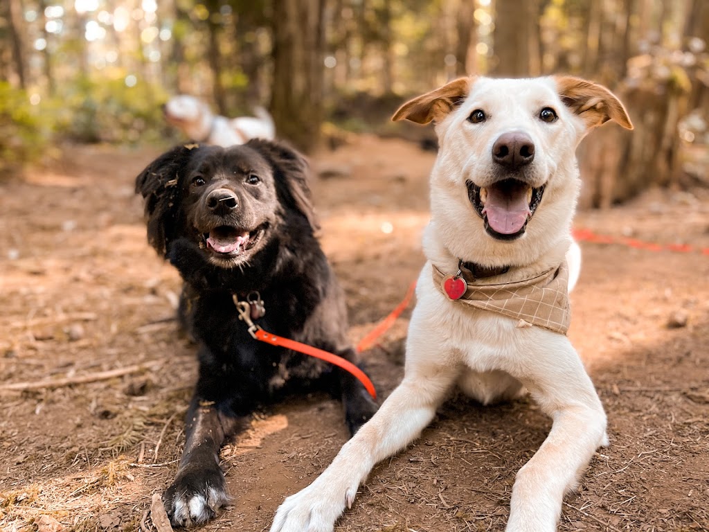 Van Island Pups | Dog Walking | Victoria, BC | 6440 W Saanich Rd, Saanichton, BC V8M 1W8, Canada | Phone: (778) 700-7782