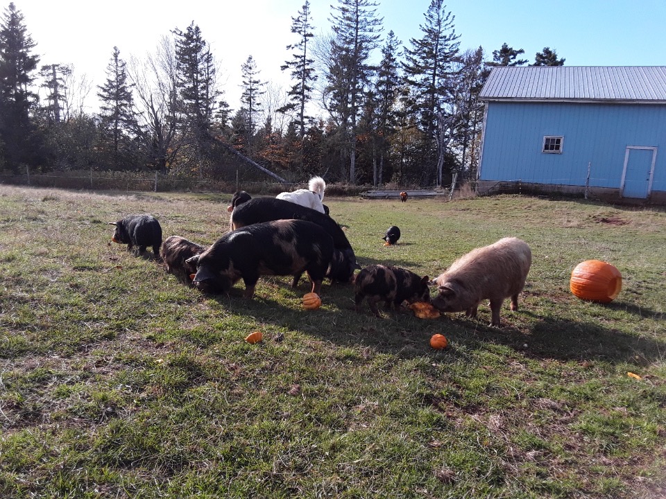 Thistledown Farm PEI | 653 Clyde River Rd #247, Clyde River, PE C0A 1H1, Canada | Phone: (902) 394-4223