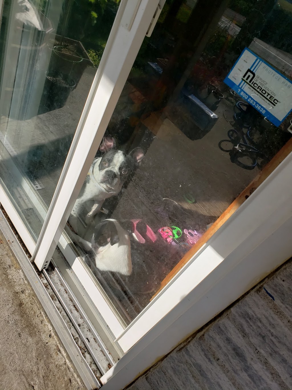 Animalerie De Cowansville Inc | 187 Rue Principale, Cowansville, QC J2K 1J3, Canada | Phone: (450) 263-9422