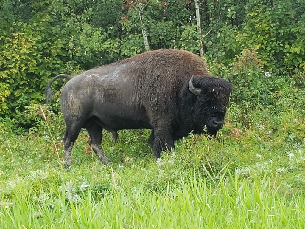 Elk Island National Park | 54401 Range Rd 203, Fort Saskatchewan, AB T8L 0V3, Canada | Phone: (780) 922-5790