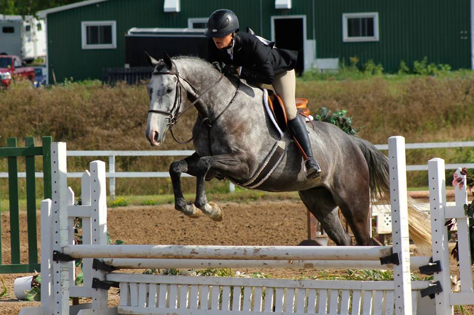 Findaway Equestrian Services Inc. | 560 Snyders Rd E, Baden, ON N3A 3L1, Canada | Phone: (519) 634-9751