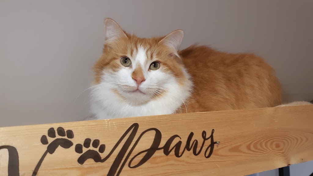 Animal Adoptions Of Flamborough | 1269 Centre Rd, Hamilton, ON L8N 2Z7, Canada | Phone: (905) 689-7801