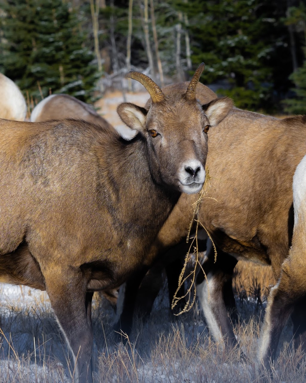 Alex Bates Photography | 5336 60 St, Rocky Mountain House, AB T9E 0S5, Canada | Phone: (306) 261-6135