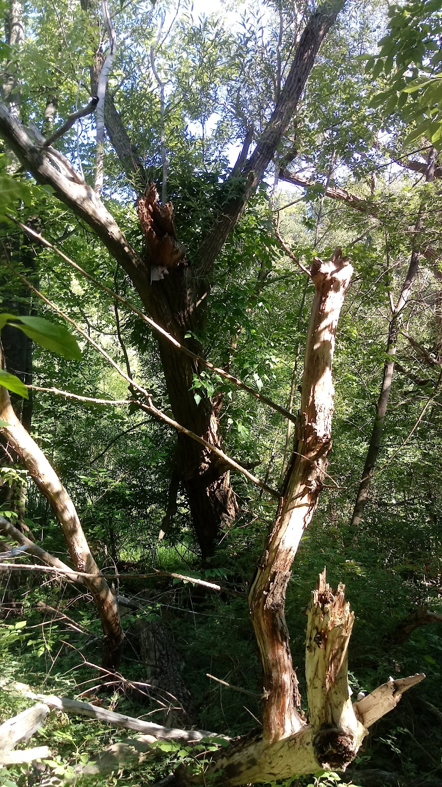 Clarence Escarpment Sanctuary | 9575 Greiner Rd, Clarence, NY 14031, USA | Phone: (716) 741-8927