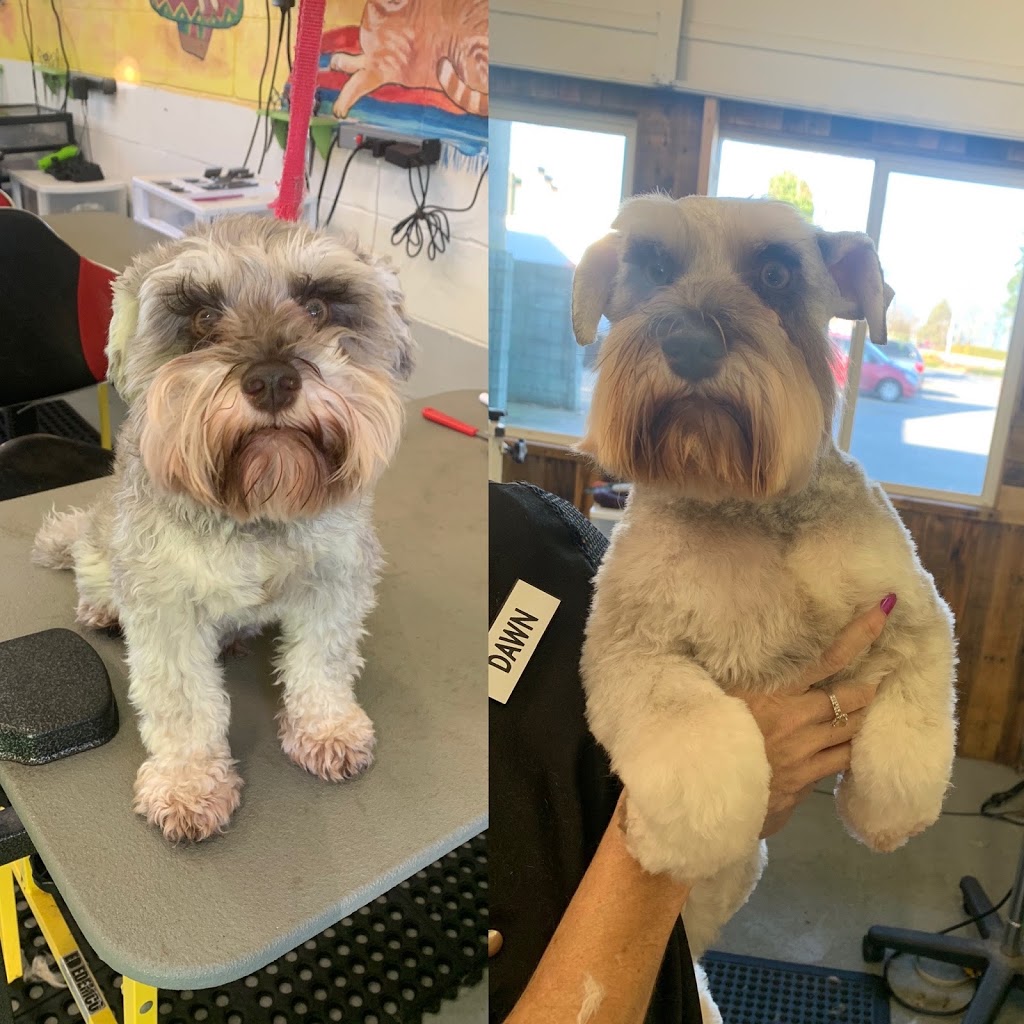 Ola Puppy Dog Grooming | 12516 Harris Rd, Pitt Meadows, BC V3Y 2J4, Canada | Phone: (604) 465-0909