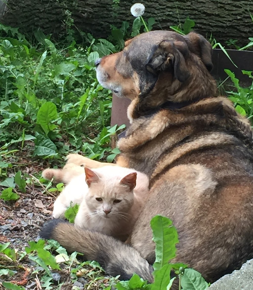 Little Creek Farm & Sanctuary | 7372 Snake Island Rd, Greely, ON K4P 1N2, Canada | Phone: (613) 913-3158