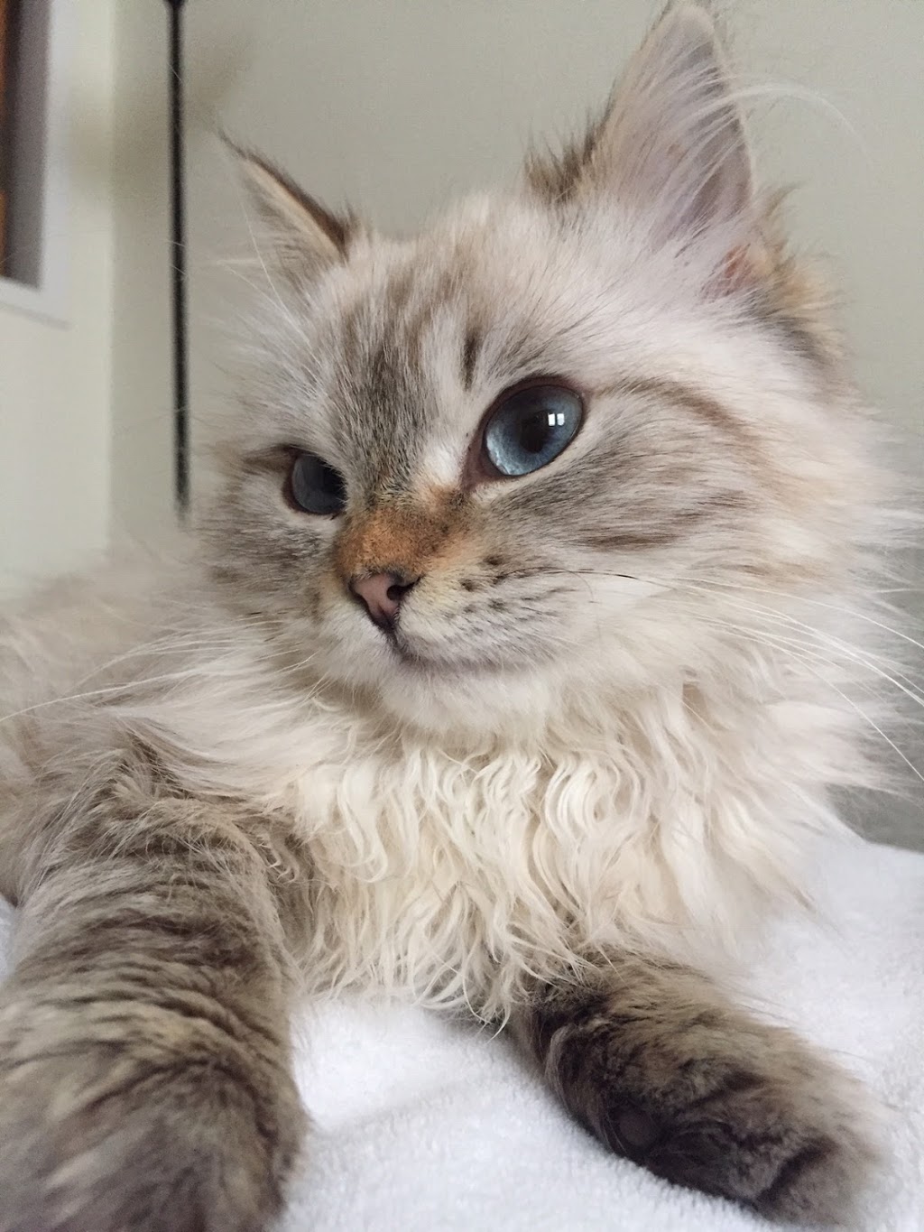 North Oakville Animal Hospital | 2520 Sixth Line, Oakville, ON L6H 6W5, Canada | Phone: (905) 257-3700