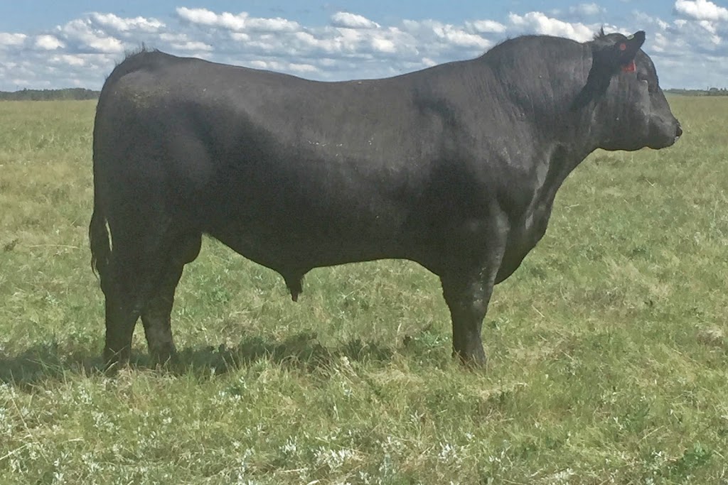 Rivercrest Angus Ranch | Range Rd 143, Galahad, AB T0B 1R0, Canada | Phone: (403) 740-4978