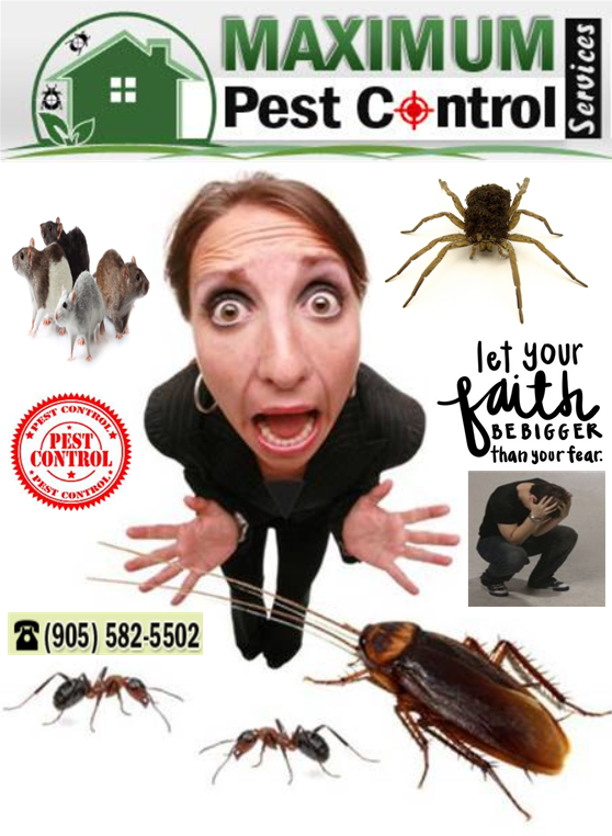 Maximum Pest Control Services | 1860 Appleby Line Suite 430, Burlington, ON L7L 7H7, Canada | Phone: (905) 582-5502