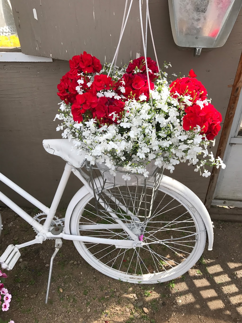 Cedar Ridge Greenhouse | Box 130, Saint Benedict, SK S0K 3T0, Canada | Phone: (306) 231-9081