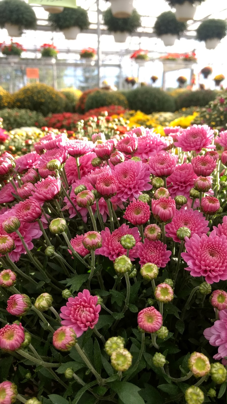 Spoths Farm Market | 5757 Transit Rd, East Amherst, NY 14051, USA | Phone: (716) 688-1110