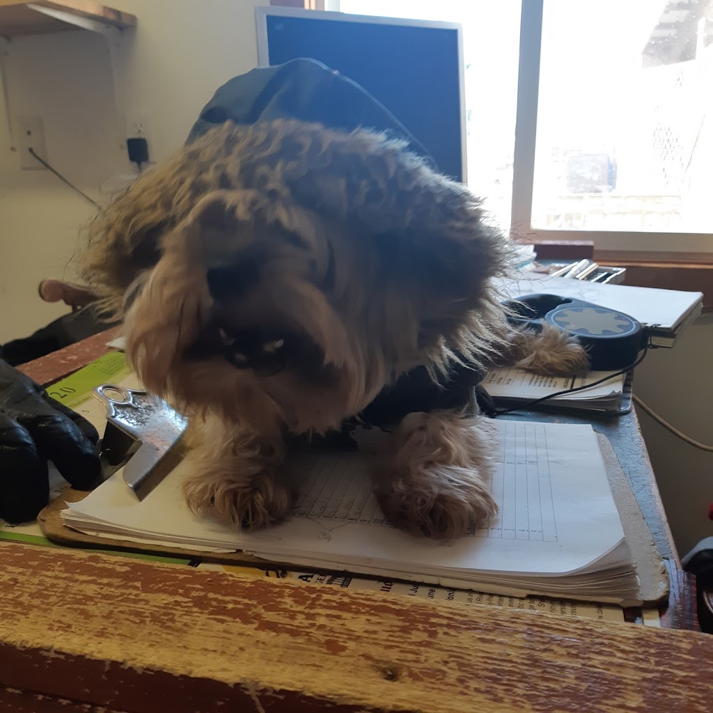 Binbrook Camp Kennel | 458 Hall Rd, Binbrook, ON L0R 1C0, Canada | Phone: (905) 692-3847