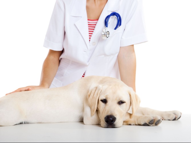 Animal Ark Pet Clinic | 13731 127 St NW, Edmonton, AB T6V 1A8, Canada | Phone: (780) 456-3515