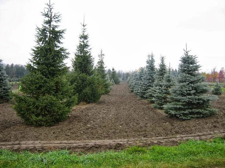 Stevens Large Tree Sales | 6556 Bethesda Rd, Whitchurch-Stouffville, ON L4A 3A7, Canada | Phone: (905) 642-2758