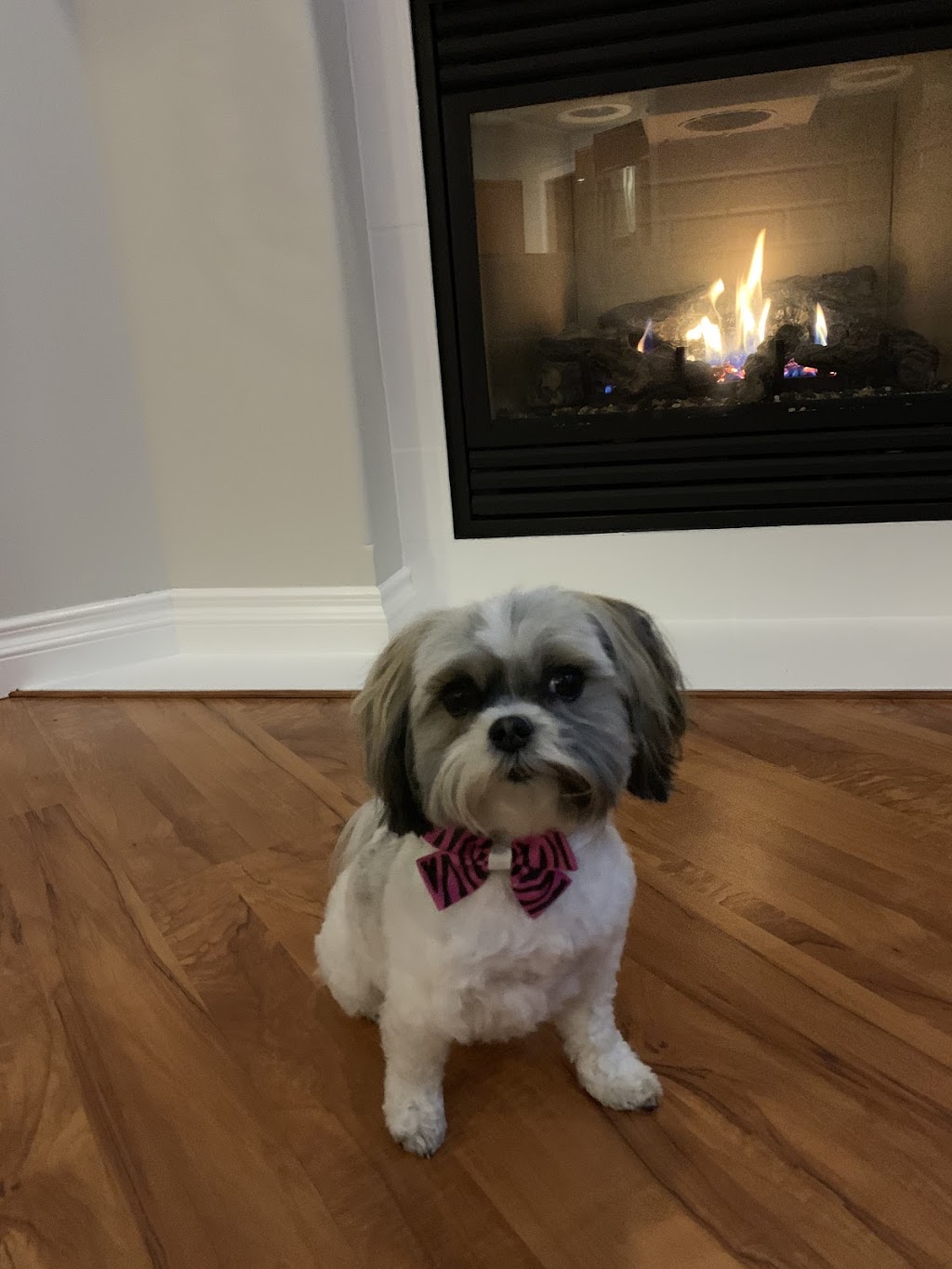 Nikkis Dog Grooming | 1112 2 Ave, Ladysmith, BC V9G 1J5, Canada | Phone: (250) 668-0656