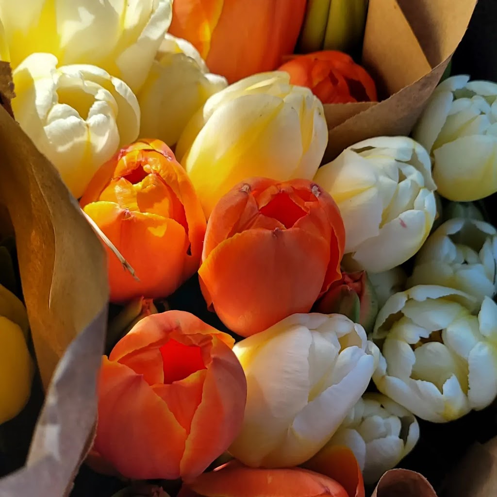 Amalia Blooms | Albert St, Norwich, ON N0J 1P0, Canada | Phone: (519) 774-3780
