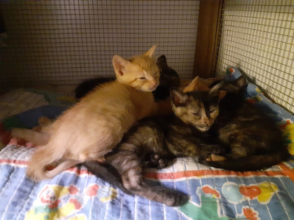 Nagara kitten ranch Rescues | 252036 Range Rd 261, Lyalta, AB T1P 1K3, Canada | Phone: (403) 650-1552