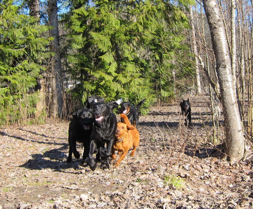 Ruths Pet Hotel | 1975 BC-99 #99, Mount Currie, BC V0N 2K0, Canada | Phone: (604) 894-5466