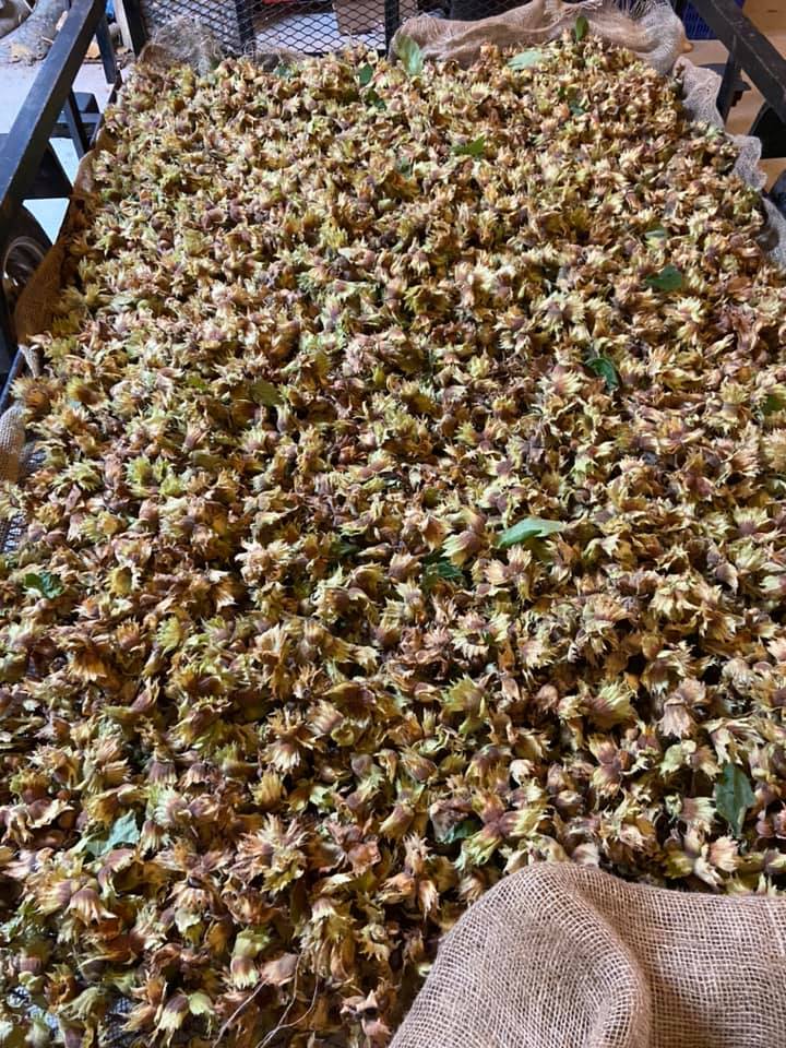 Haldimand Hazelnuts | 2860 County Road 20, Cayuga, ON N0A 1E0, Canada | Phone: (905) 517-8898