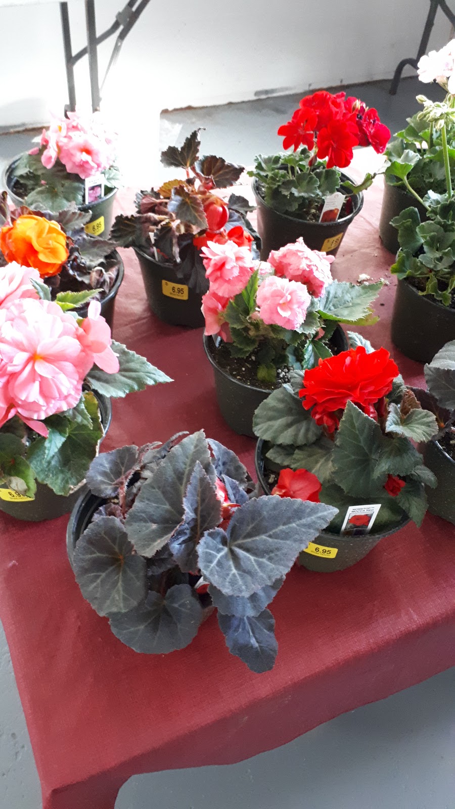 Wilson`s Family Farm Market | 909 Lucasville Rd, Lucasville, NS B4B 1R5, Canada | Phone: (902) 864-8653