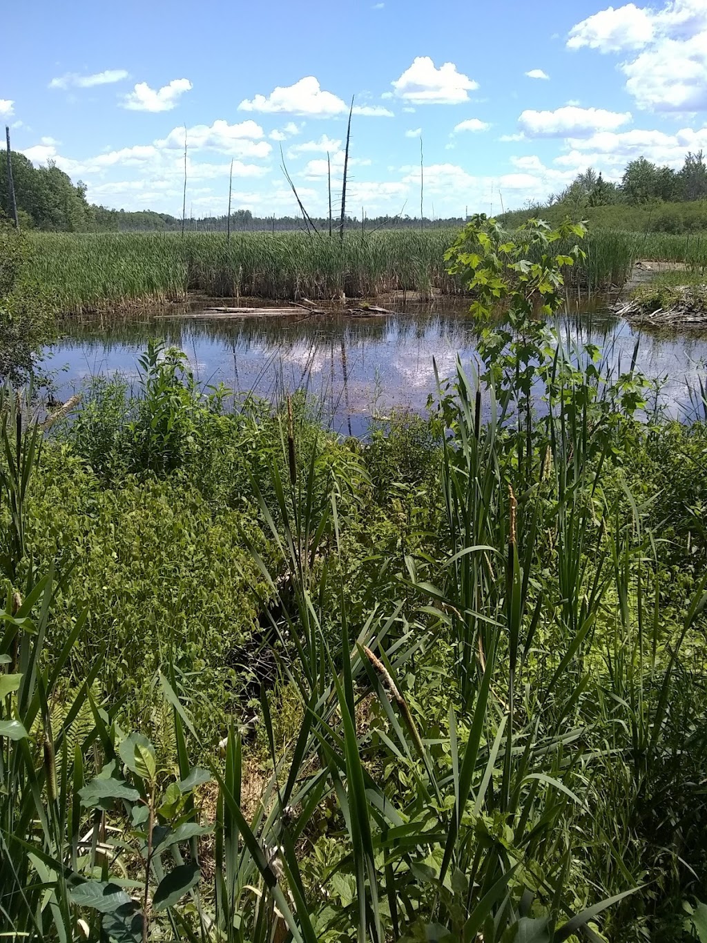 Wild Bird Care Centre | 734 Moodie Dr, Nepean, ON K2R 1H4, Canada | Phone: (613) 828-2849