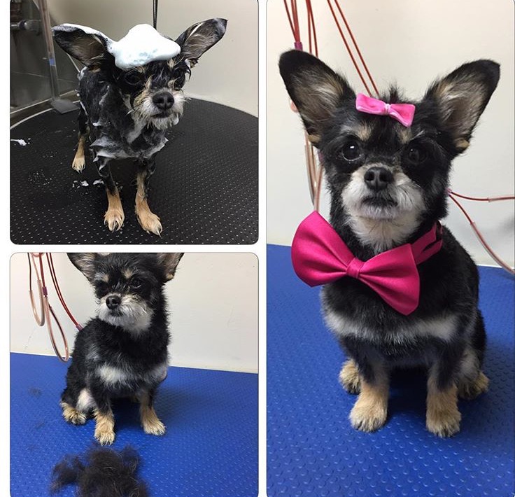 Adorable Pet Grooming & Boutique | 340 Henry St Unit # 19, Brantford, ON N3T 6L2, Canada | Phone: (519) 770-5041