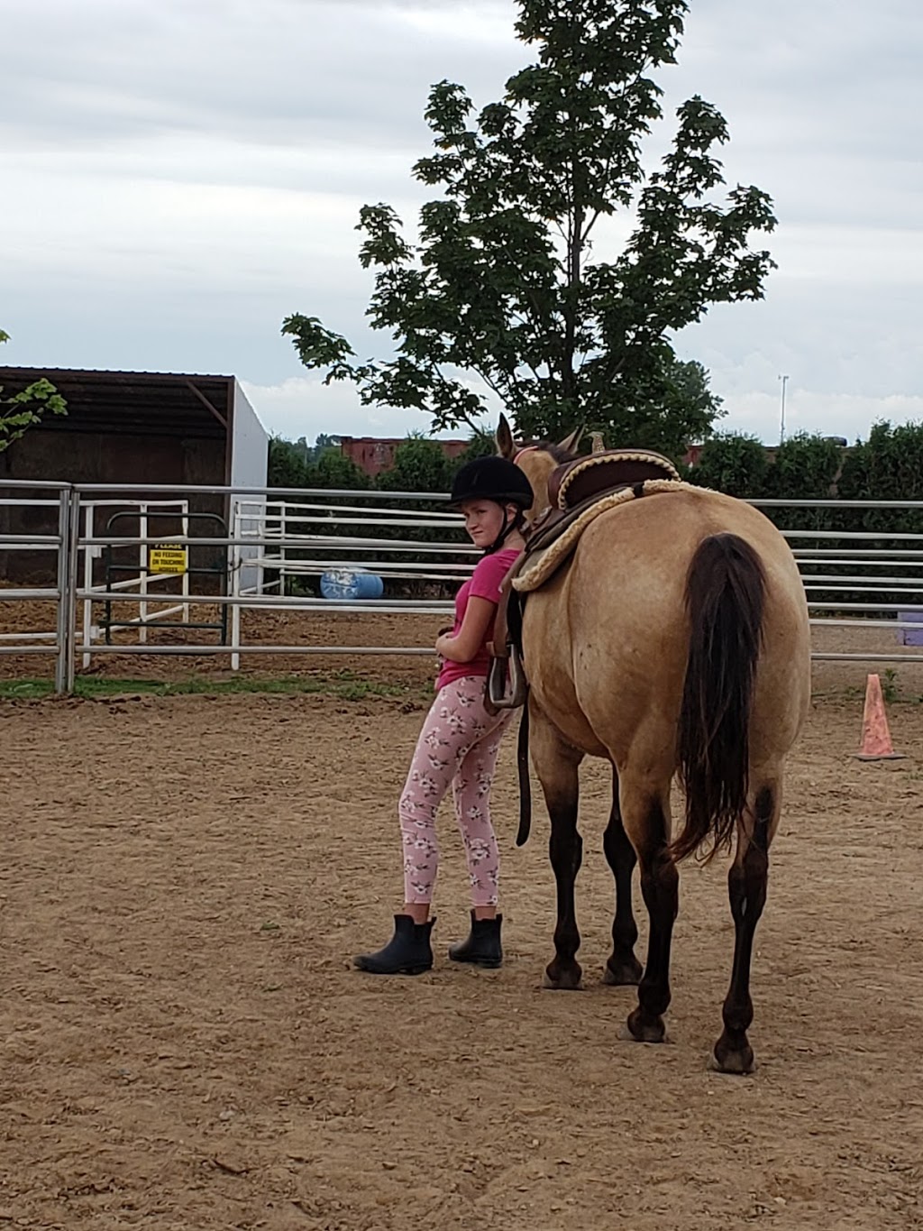 Sarah Parks Horsemanship | 7150 Essex County Rd 20, Amherstburg, ON N9V 0C8, Canada | Phone: (519) 984-4247