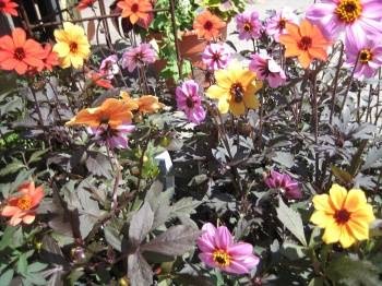 Lavocats Family Greenhouse and Nursery | 8441 County Rd, East Amherst, NY 14051, USA | Phone: (716) 741-3976
