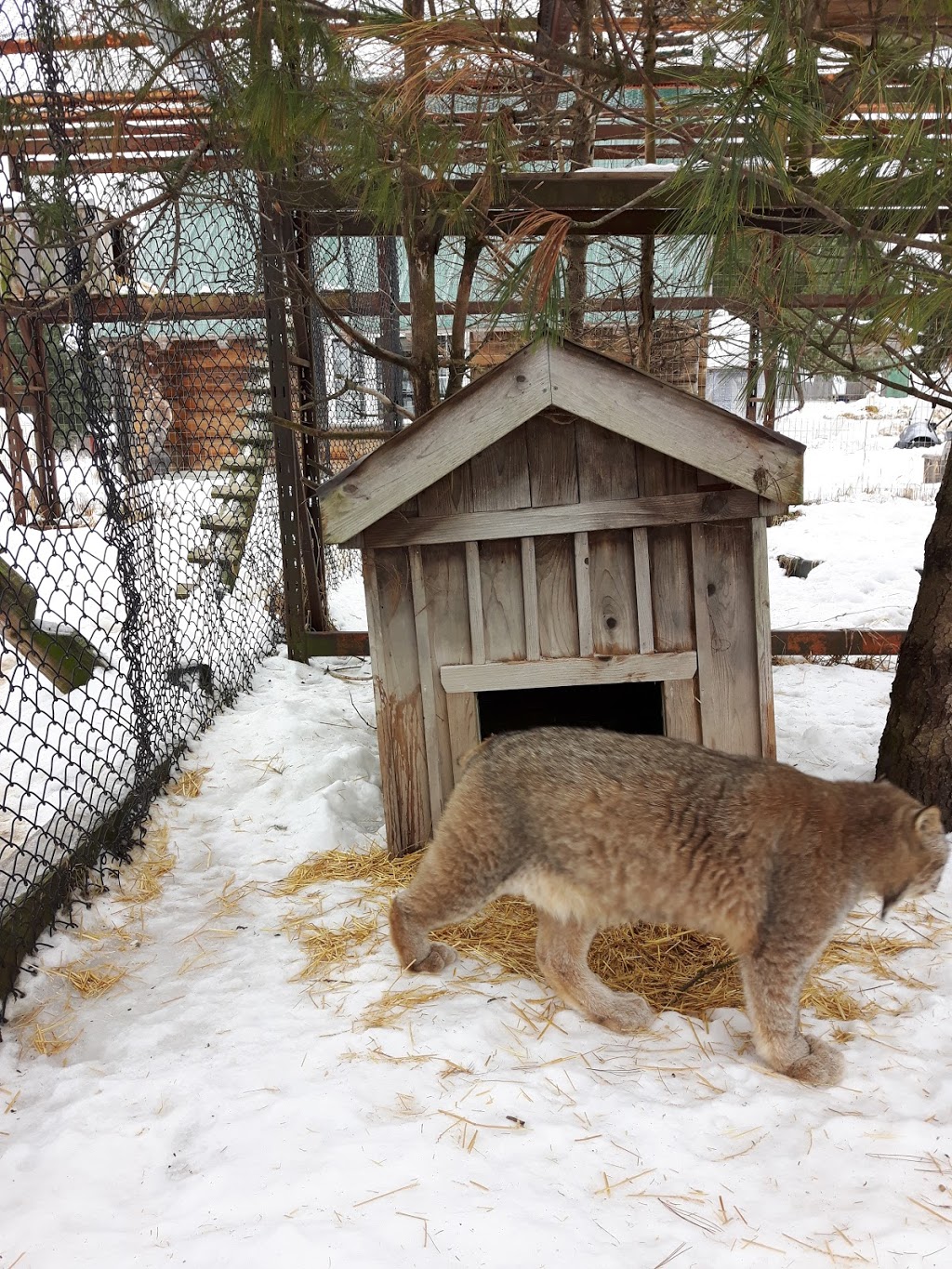 Aspen Valley Wildlife Sanctuary - Home | 1116 Crawford St, Rosseau, ON P0C 1J0, Canada | Phone: (705) 732-6368
