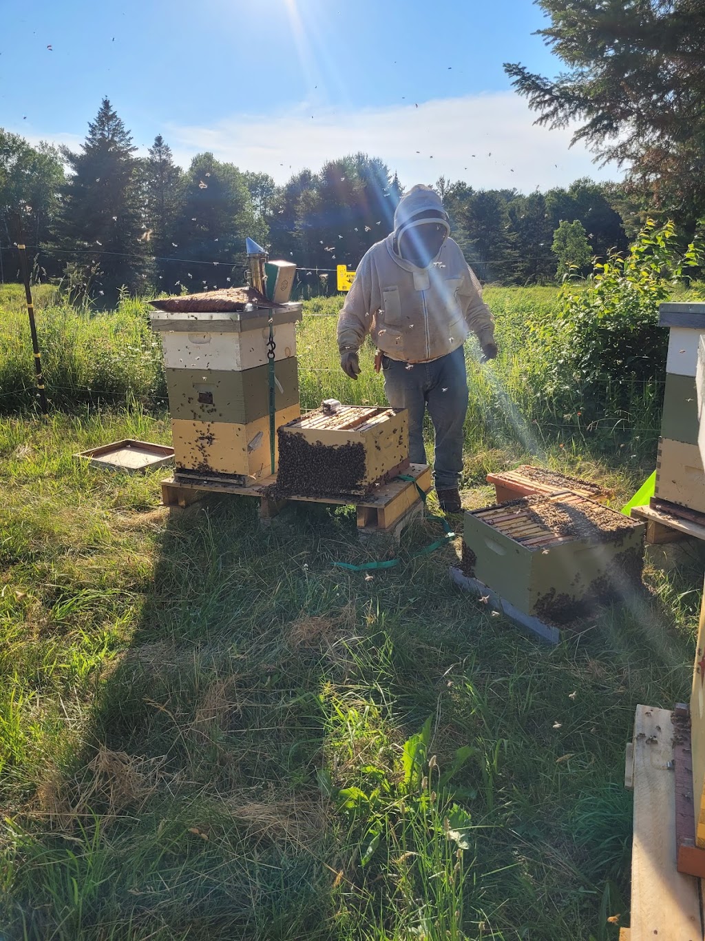 Muskoka Craft Honey | 1146 ON-141 Unit 4, Rosseau, ON P0C 1J0, Canada | Phone: (705) 788-4343