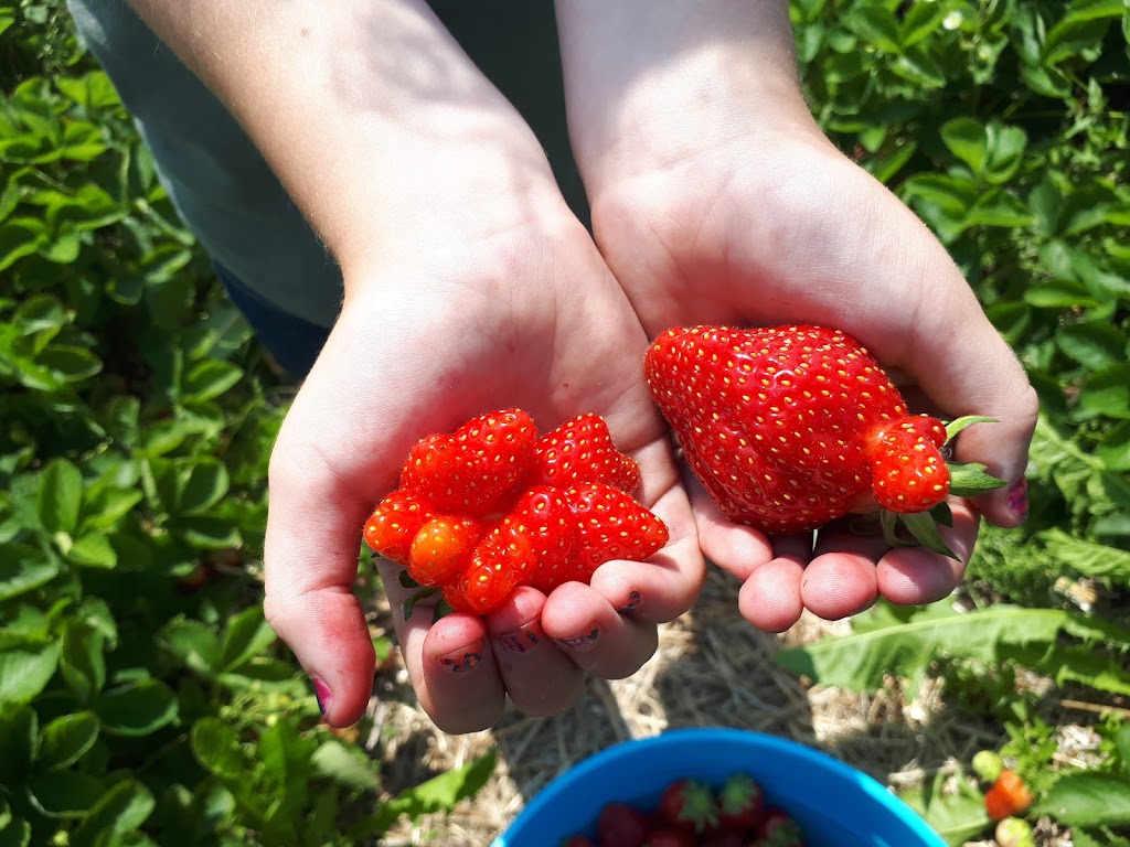 Fruitière Mario Nadeau | 2347 Chem. des Bois Francs E, Thetford Mines, QC G6H 3C8, Canada | Phone: (418) 335-7979