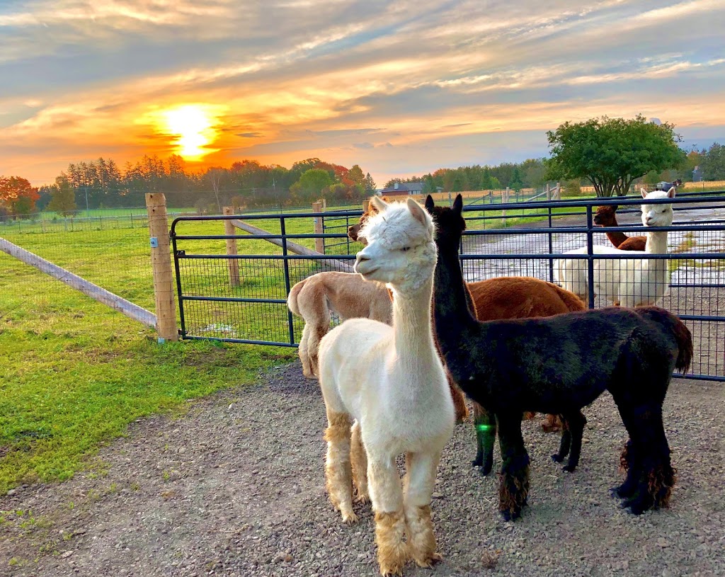 Copper Line Alpacas | 4835 Appleton Side Rd, Almonte, ON K0A 1A0, Canada | Phone: (613) 793-6000