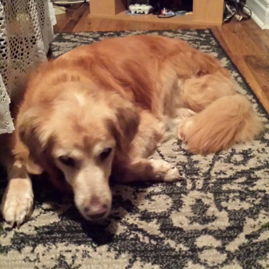 MaryAnnes Pampered Pooch | Graystone and clare area, Welland, ON L3C 6G7, Canada | Phone: (289) 821-3185