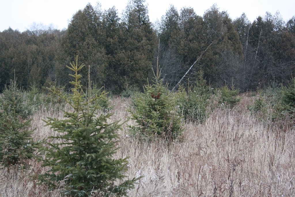 Jingle Bills Christmas Tree Farm | 7373 Concession 1, Puslinch, ON N0B 2J0, Canada | Phone: (519) 546-4659