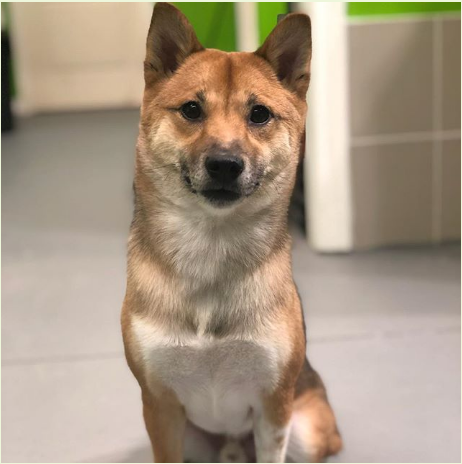 iPet Grooming | 10 Fincham Ave Unit 108, Markham, ON L3P 4C8, Canada | Phone: (905) 554-4738